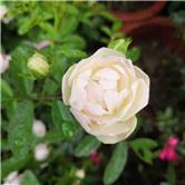 st锐电还能上市吗,st锐电股吧400082