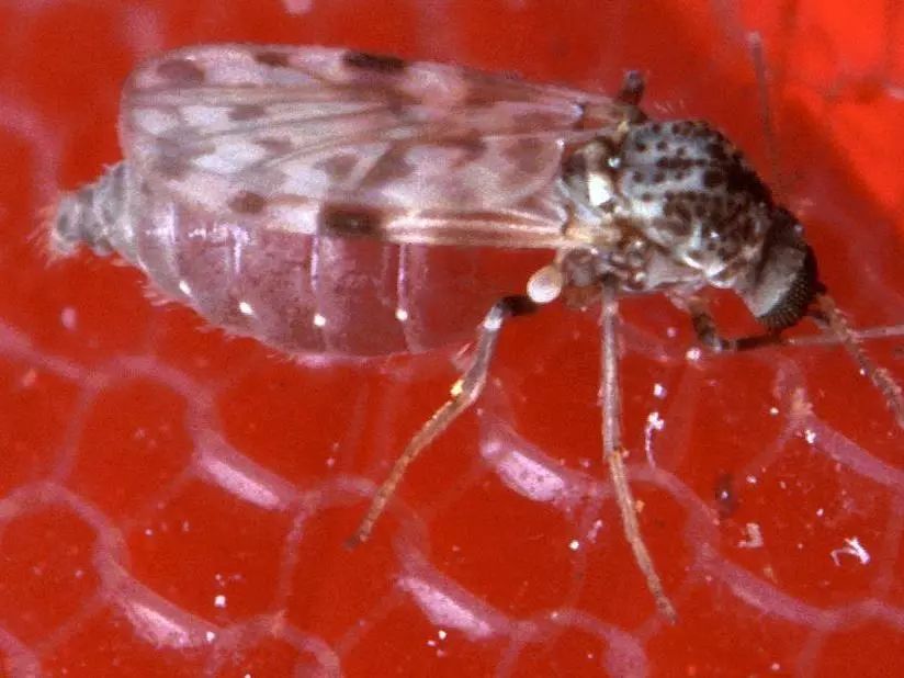 一些吸血的昆虫蜱虫,好多小虫子吸血