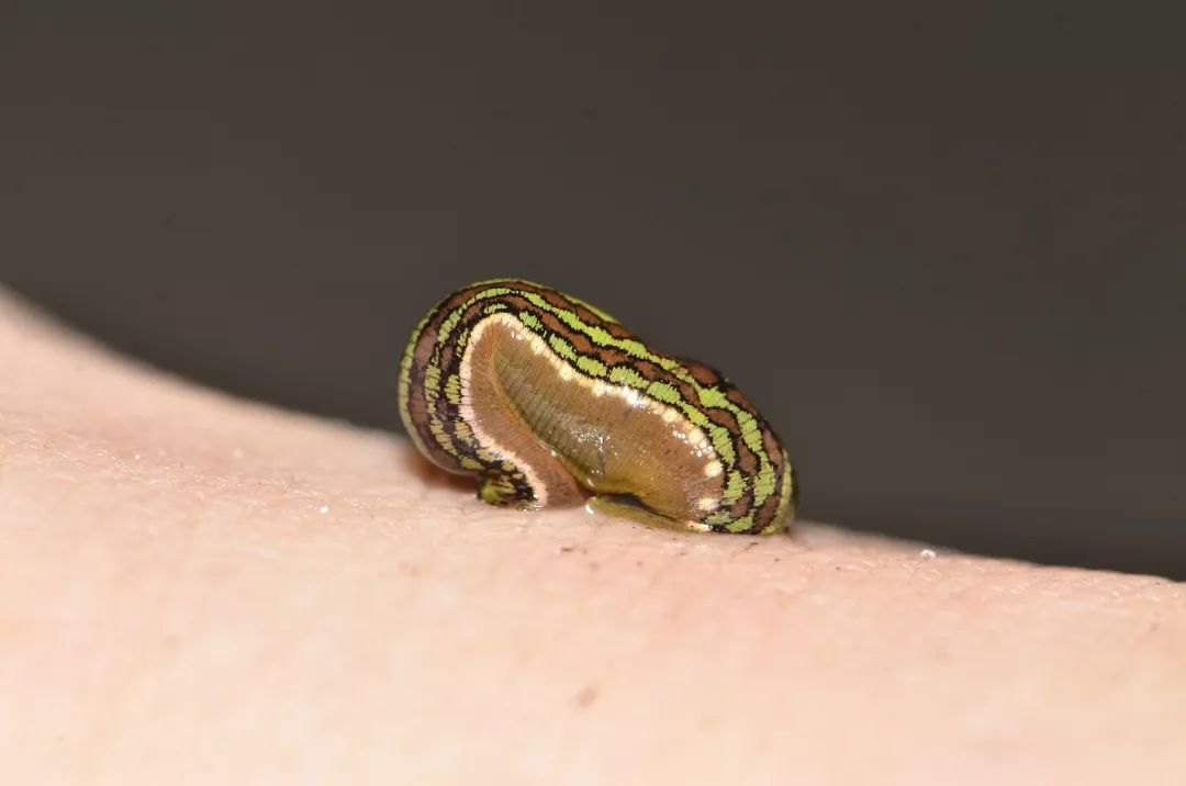 一些吸血的昆虫蜱虫,好多小虫子吸血