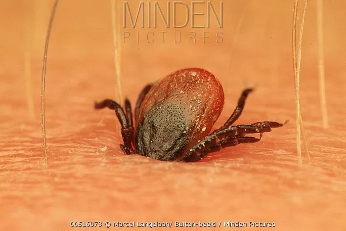 一些吸血的昆虫蜱虫,好多小虫子吸血