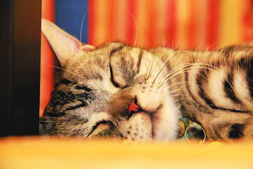 剪猫胡子的视频,千万别剪的男发型