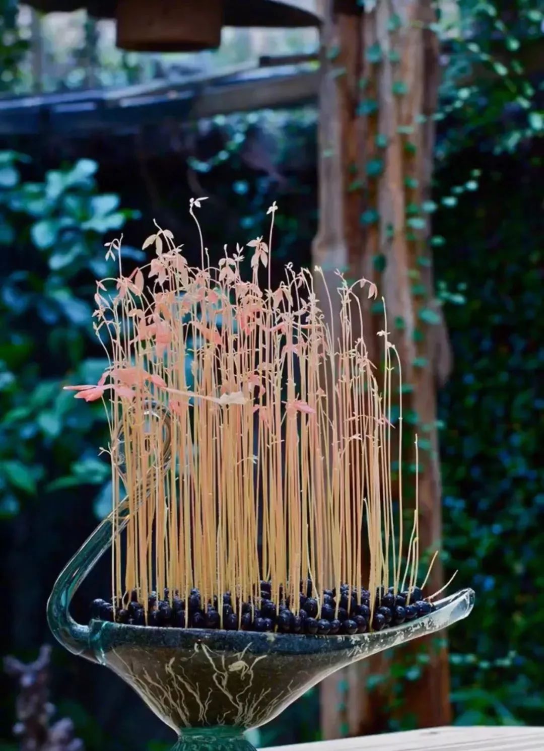 龙眼种子放在土里几天出芽,龙眼种子放水里能种出来吗