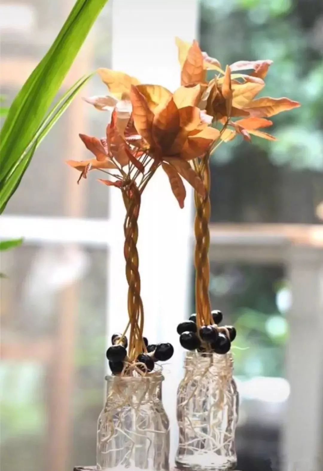 龙眼种子放在土里几天出芽,龙眼种子放水里能种出来吗