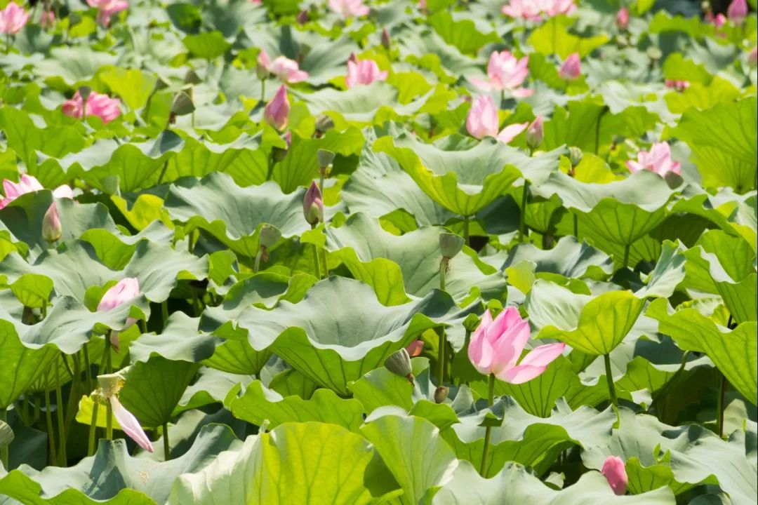 碗莲出现僵苗怎么补救,碗莲烂茎发黑怎么办