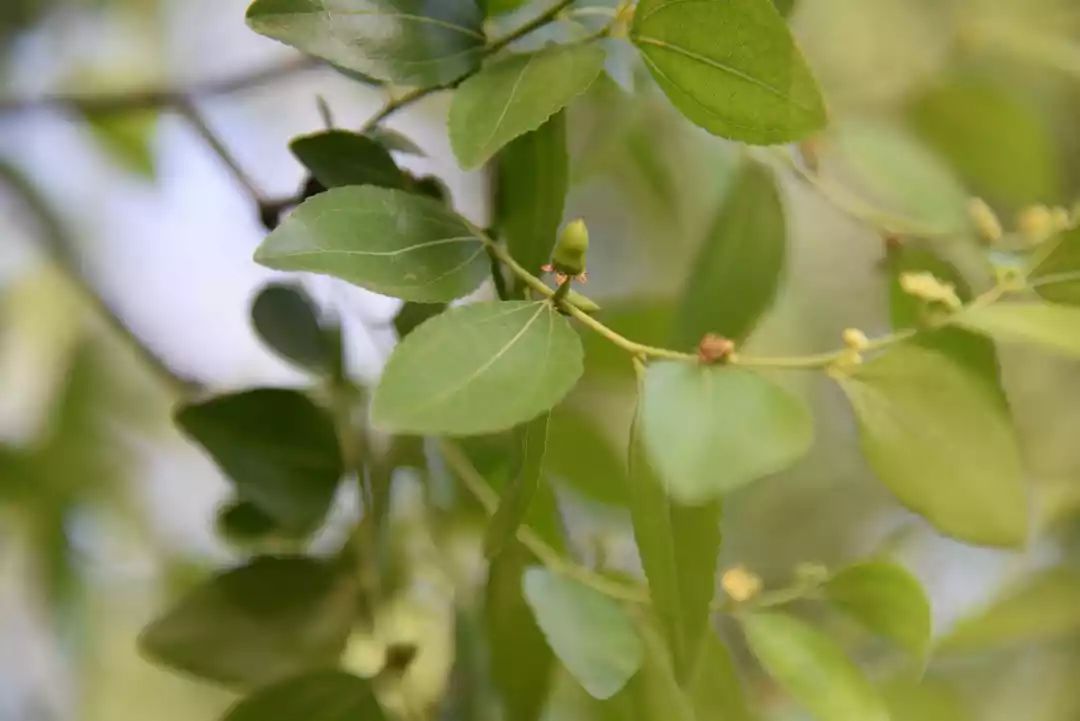 等你！认领相枣树，延续你与它的千年之约~