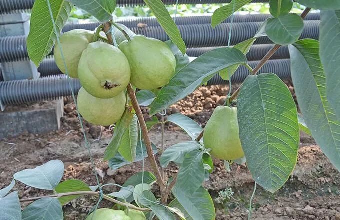 四季都结果梨树,台湾四季梨