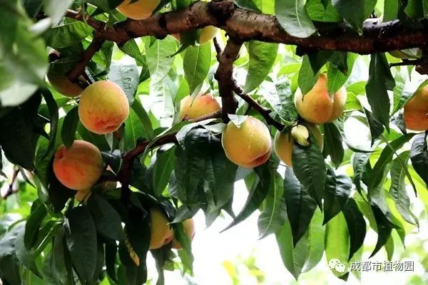 红桃子,红桃子成熟季节