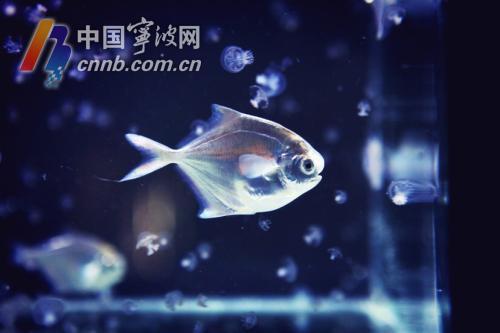 银鲳人工养殖,东海银鲳养殖