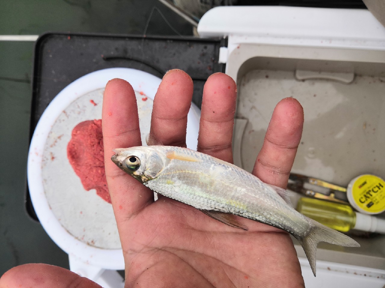 首钓笤溪钓位全靠枪逛拉逆鱼兼钓获多鱼种~