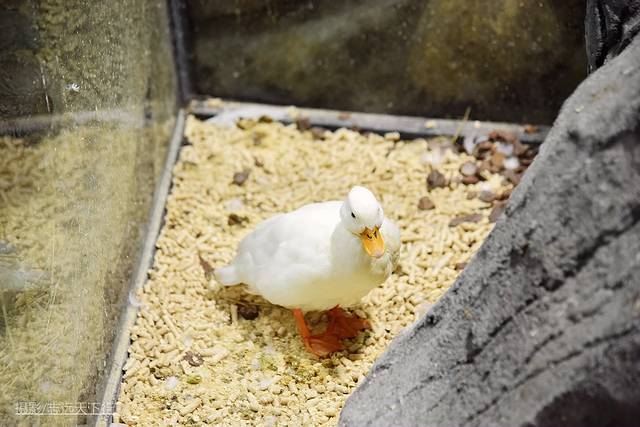厦门最值得带孩子去玩的景点,带孩子厦门室内旅游景点推荐