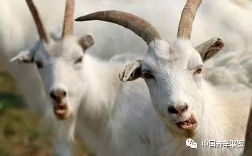 养羊的辛酸泪谁能懂,养羊的十个忠告