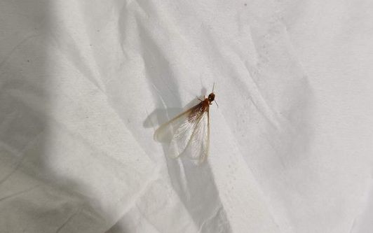 我家门框被白蚁吃掉我该怎么办,我家发现白蚁窝用什么药消灭