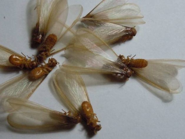 我家门框被白蚁吃掉我该怎么办,我家发现白蚁窝用什么药消灭