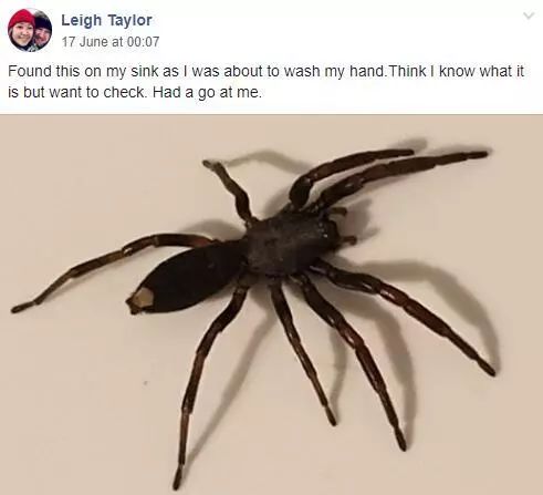 澳大利亚现巨型蜘蛛,澳大利亚巨型蜘蛛在哪出现