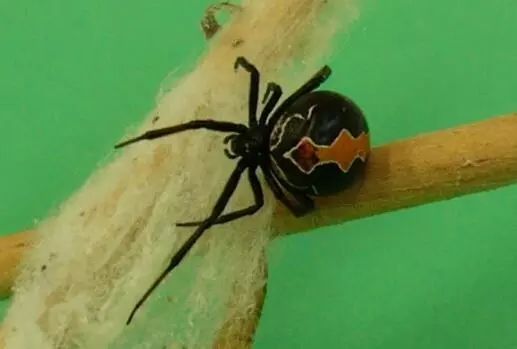 澳大利亚现巨型蜘蛛,澳大利亚巨型蜘蛛在哪出现