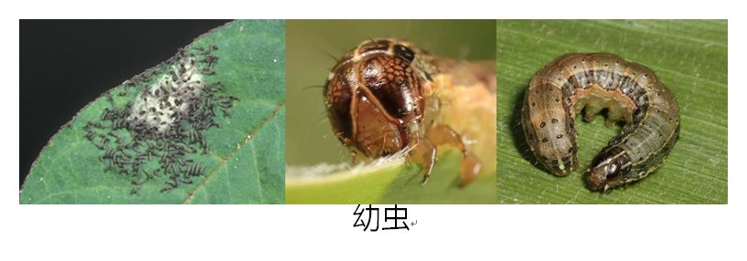 草地贪夜蛾识别与应急防治技术挂图