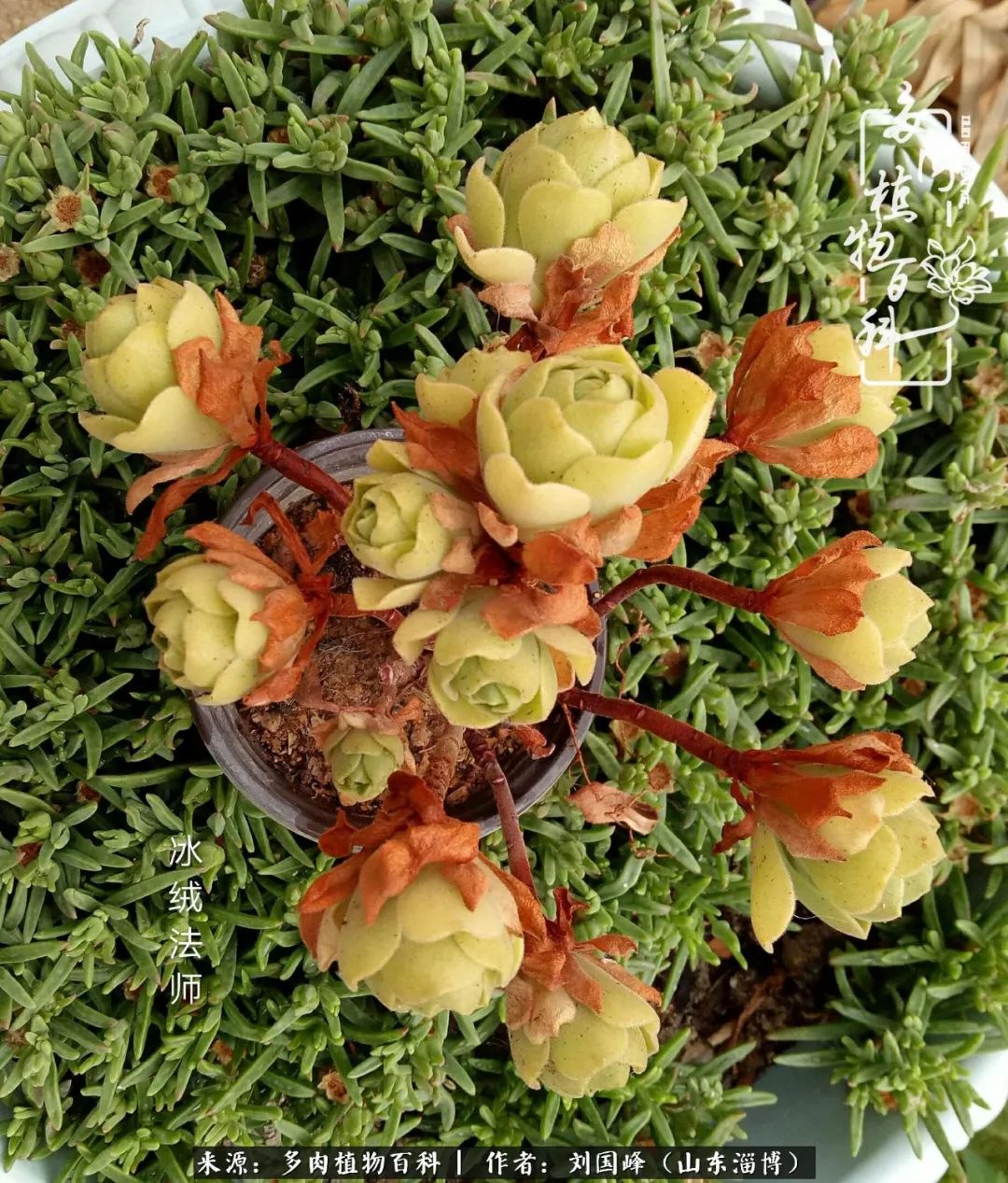 高温天气怎么养护多肉花,新手夏天养多肉5个保命秘籍