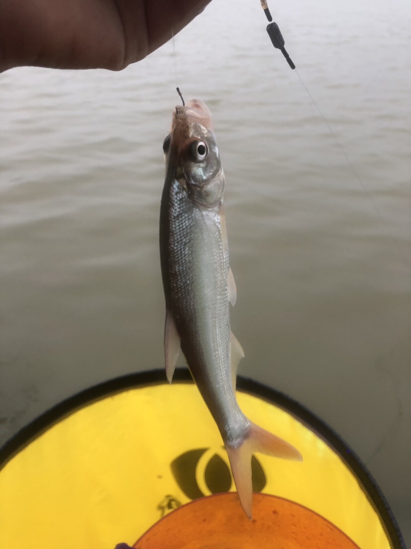 初春河流大水面野钓,大水面滑漂野钓