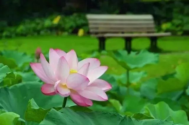 上海赏荷花最好的地方,上海秋冬拍荷花最佳地点