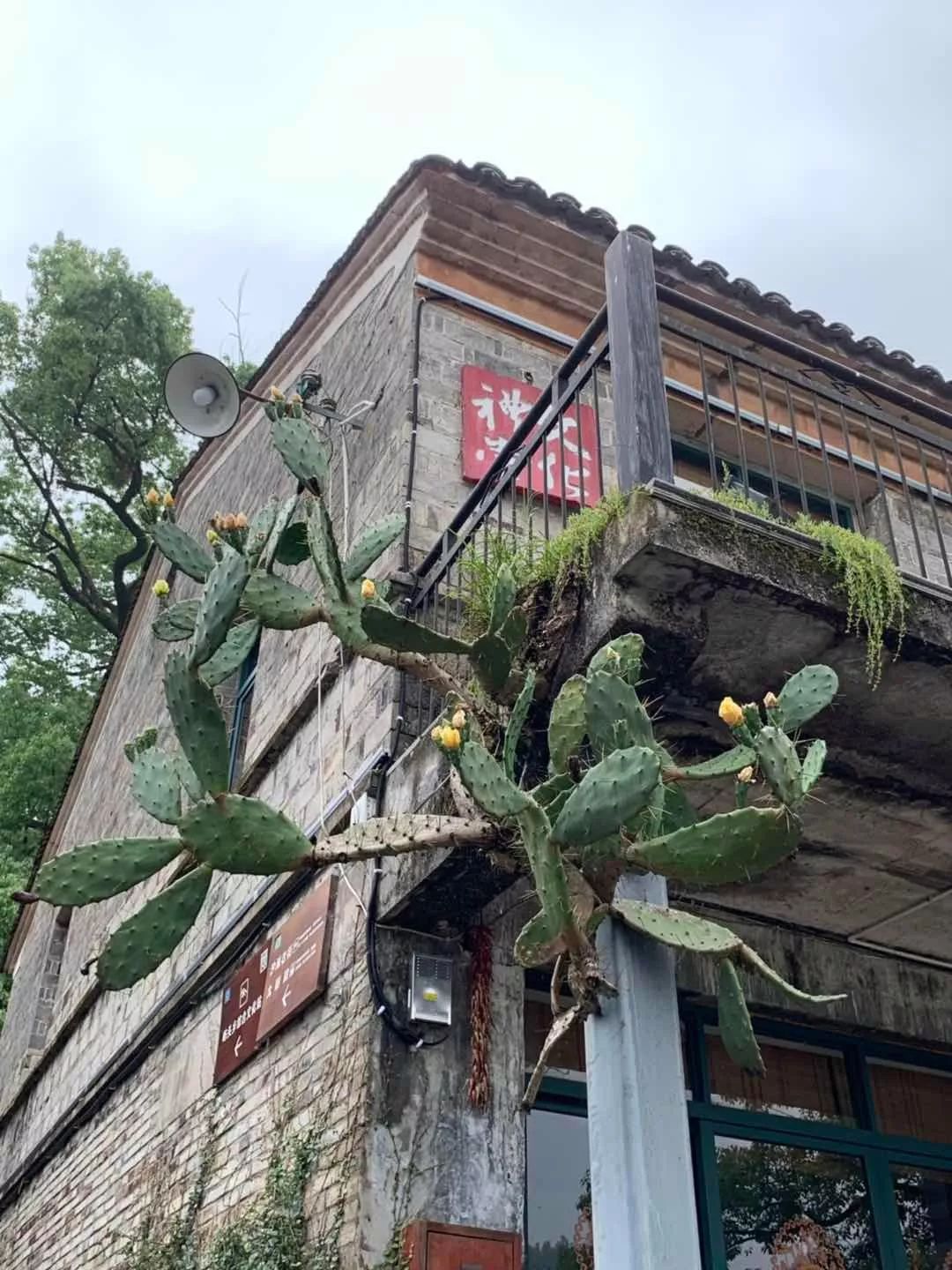 布袋大师简历,布袋大师粤语