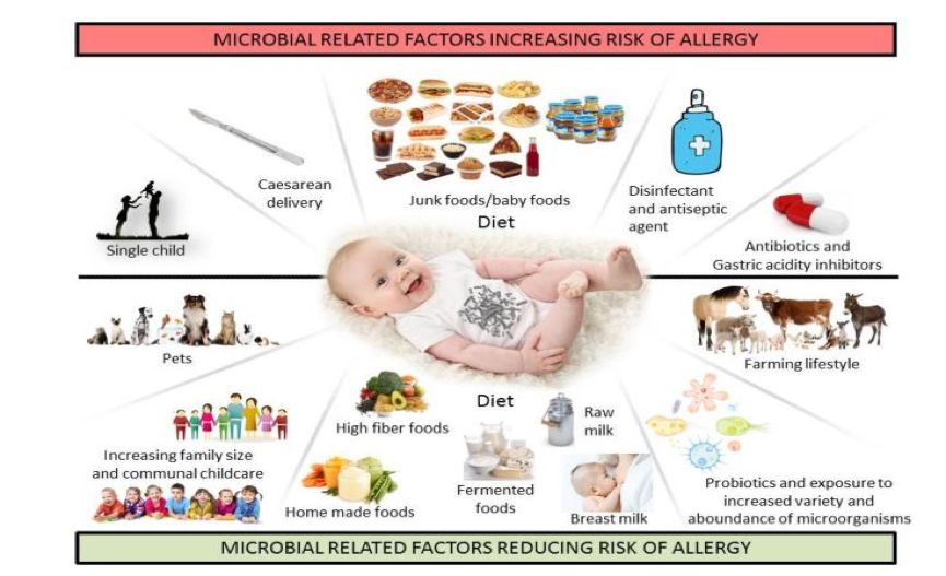 预防和治疗食物过敏的靶标——肠道微生物群（综述节选）
