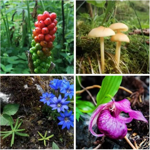 限时抢购||399元抢白马王朗酒店2大1小套票