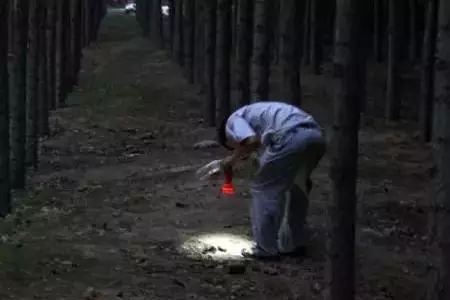 淮阳抓爬蚱,河南的爬蚱壳多少钱一斤