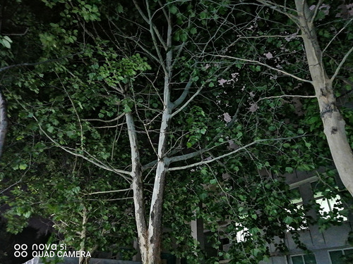 华为nova5i换屏教程,华为nova5ipro