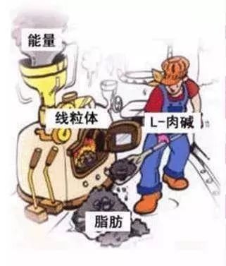 健身燃脂左旋,超级有效的健身燃脂