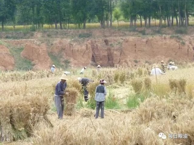 9月份最新小麦价格,2023年九月份小麦价格