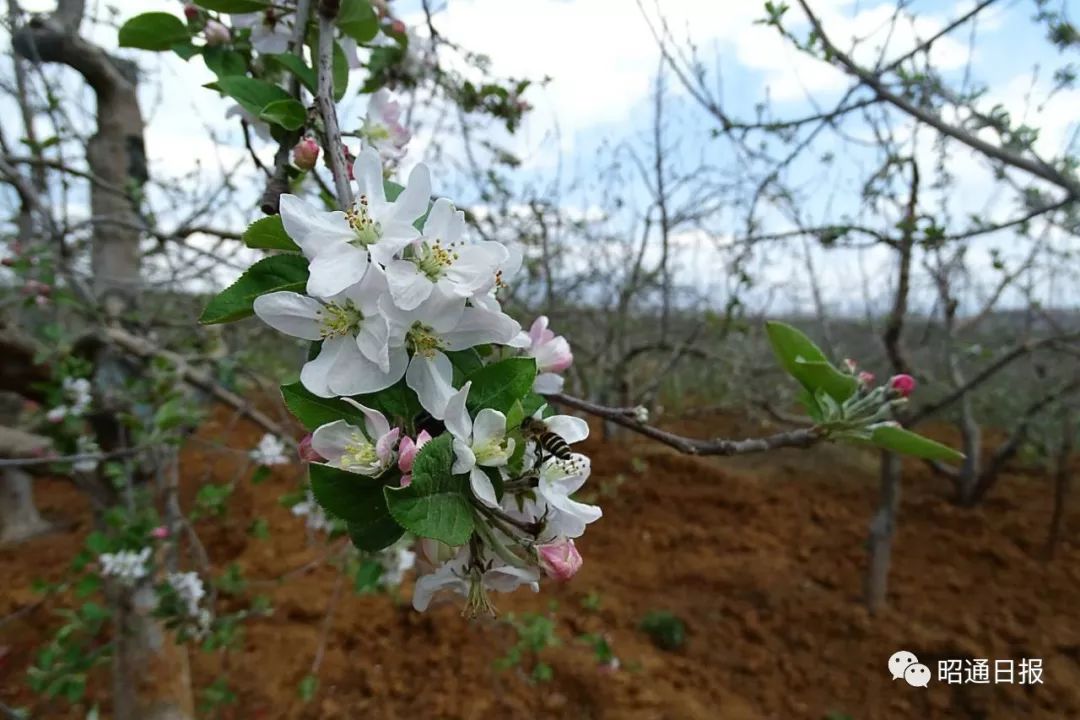 苹果之城是指哪个城市,苹果之城是哪里