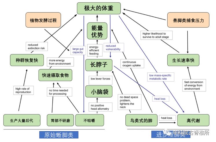 恐龙为什么如此巨大,恐龙世界什么恐龙最庞大