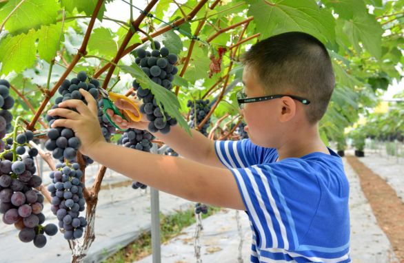 绵阳仙海旅游必买清单,绵阳来仙海