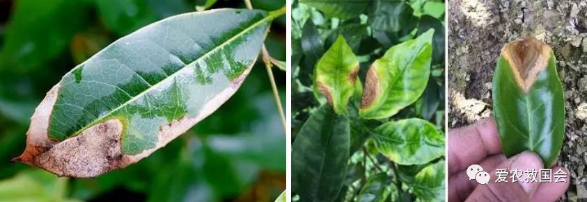 茶炭疽病,茶树炭疽病是真菌还是细菌病毒