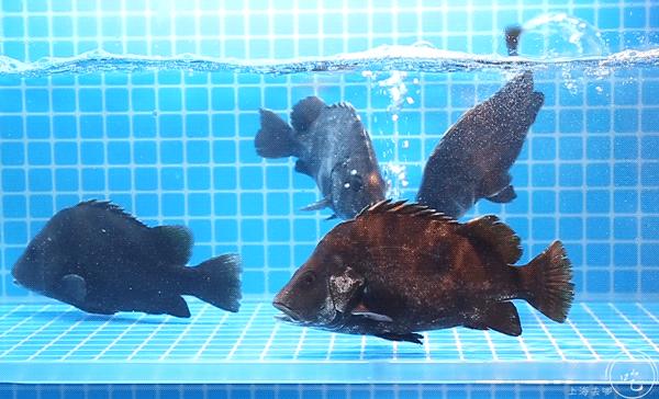 100多就能吃一顿港式打边炉,人均100让你吃个够的海鲜自助餐