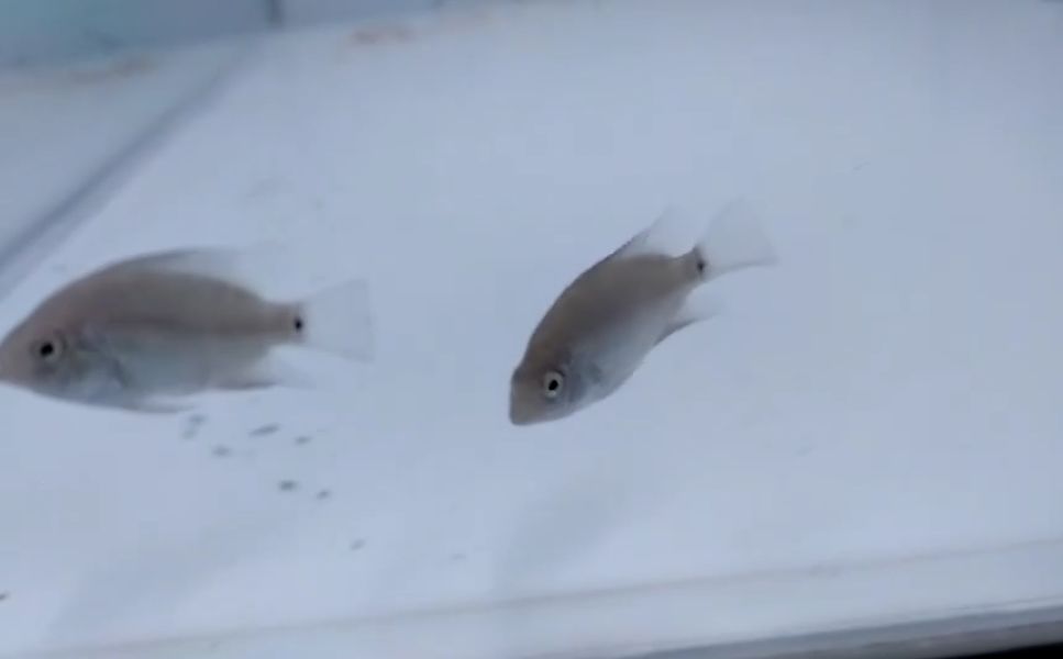 大神「鱼勇」DIY一缸多用“直播”教程，好缸无需再等