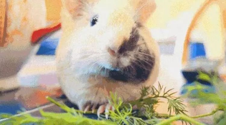 普通门票疯狂动物城,假期打卡疯狂动物城