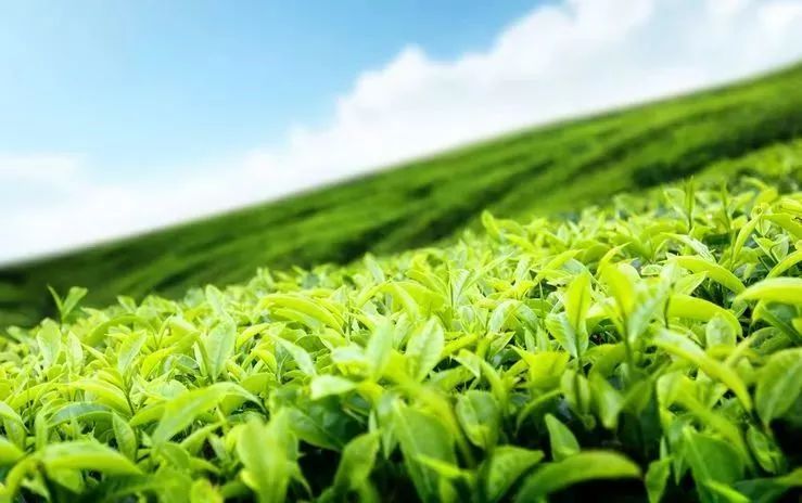 科普|最新研究:一周4杯茶,或降低死亡风险!效果最好的茶竟然是…