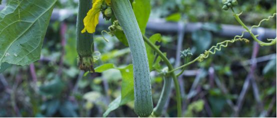 梅雨季，霜霉病的防治