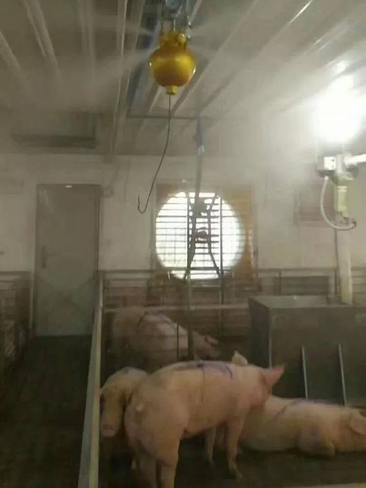 非瘟后的猪场消毒程序,非瘟猪场消毒总结