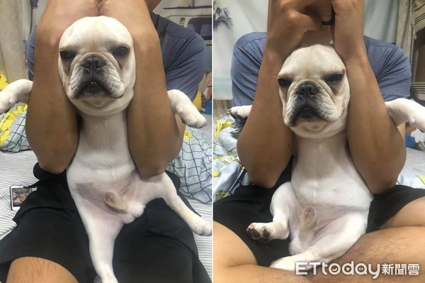 法斗频繁眨眼半眯眼,法斗很皮怎么办