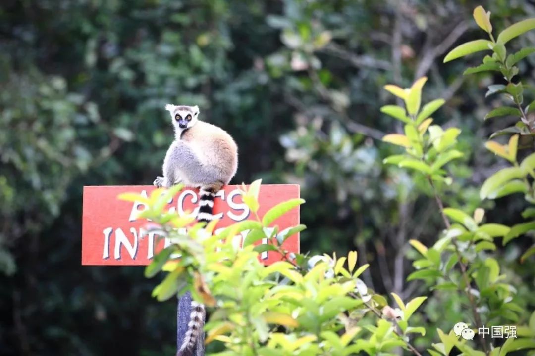 马达加斯加不可思议的旅行,马达加斯加自然景观