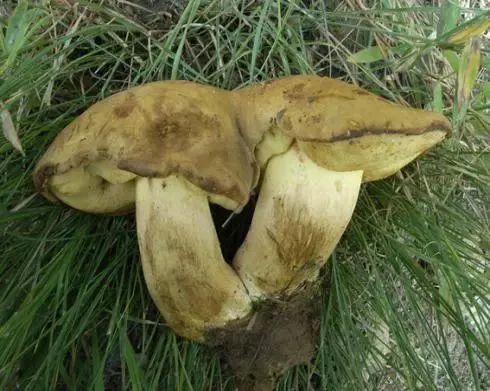 云南吃菌中毒分布图,云南吃菌中毒最新统计