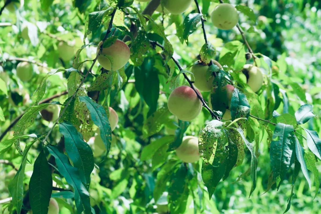 又挖到个21℃的清凉山城，还藏着人均¥300+就能入住的浙南“小星野”，仅限200套