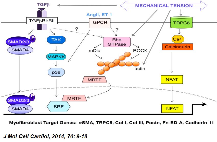 「2019CIHFC」张运教授:ADAM17—糖尿病性心肌病干预的新靶点