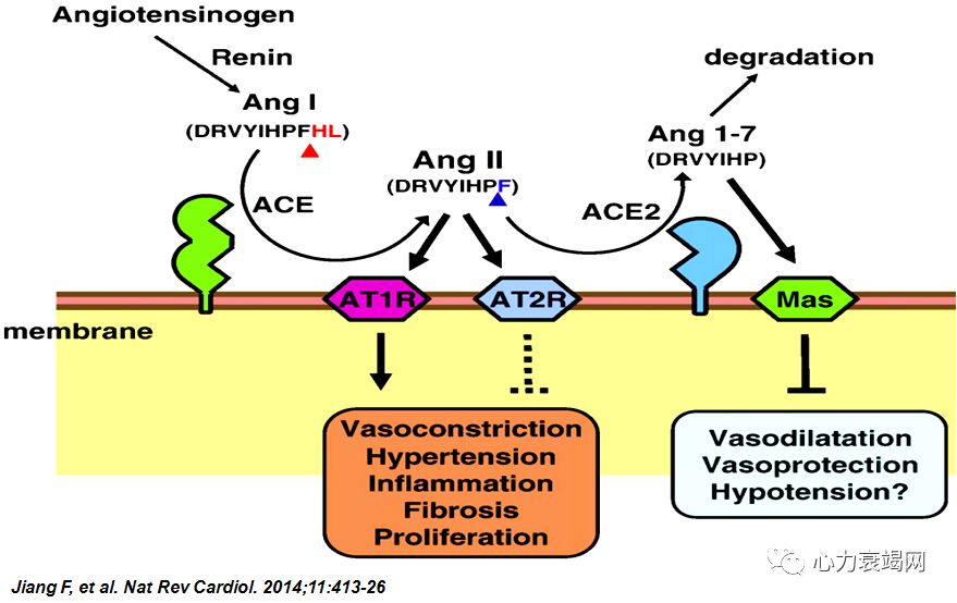 「2019CIHFC」张运教授:ADAM17—糖尿病性心肌病干预的新靶点