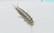 福建农村发现怪虫,最可怕怪虫