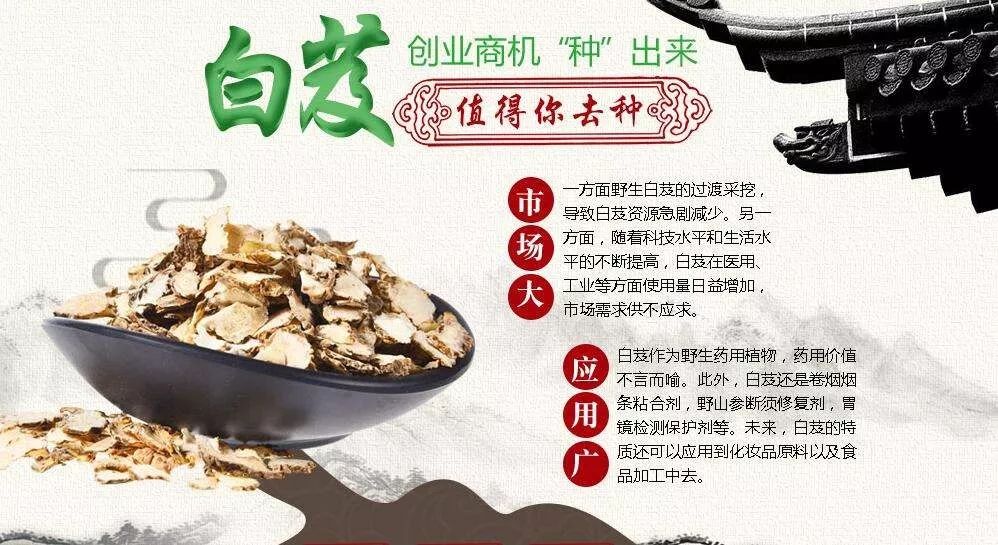 白芨花朵叶子的功效与作用,白芨的美容功效与作用及禁忌症