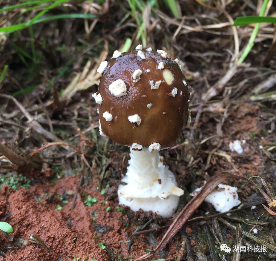 误食毒蘑菇的症状,误食毒蘑菇临床表现