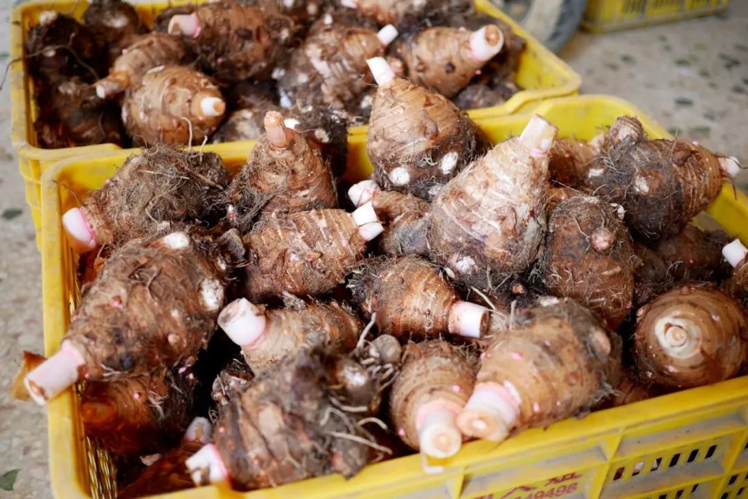 正宗博白芋苗,博白芋苗多少钱一斤